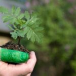 Diplademia o mandeville una pianta fiorita che ci conferisce “la vittoria”