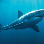 Squalo bianco di oltre 3 metri ripreso in un video a un miglio dalla costa di Siracusa
