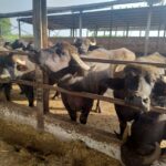 Brucellosi bufalina, situazione in netto miglioramento: zero focolai a Grazzanise, parere favorevole del Ministero per l’uscita dal cluster