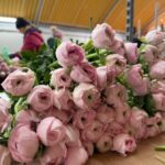 Buona Pasqua dillo con i fiori: Tutti i consigli di Coldiretti Campania