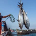 Manovra: Coldiretti Pesca, misure per ammodernamento flotta e su CISOA sostegno concreto al futuro del futuro del settore